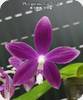 P. speciosa Miki Purple x Lyndon Coral Bear